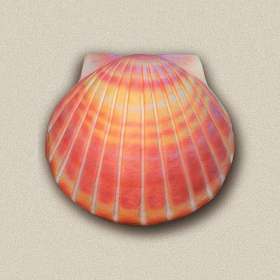coralshell.jpg